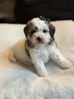 Brownie, a female Poochon for sale in Alum Bank, PA – 3 of 7