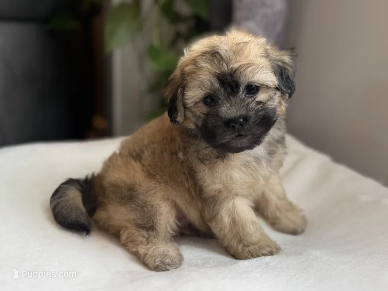 Moe – Shihpoo puppy for sale in Alum Bank, PA