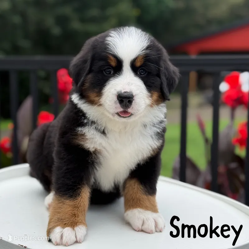Smokey – Bernese Mountain Dog puppy on hold in Alum Bank, PA