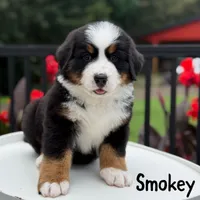 Smokey, a male Bernese Mountain Dog for sale in Alum Bank, PA – 1 of 2