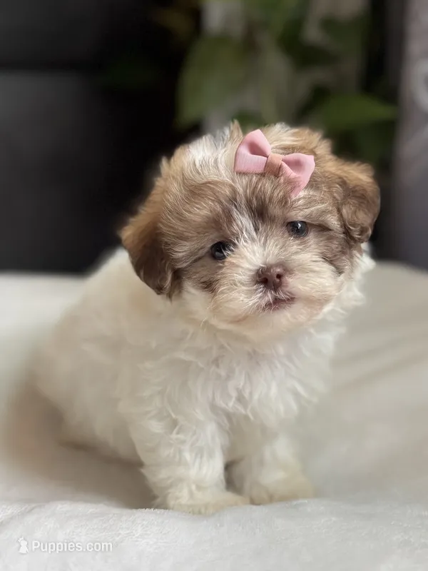 Tara  – Shihpoo puppy for sale in Alum Bank, PA