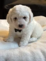Cream Puff, a male Poochon for sale in Alum Bank, PA – 4 of 5