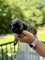 Maisie, a female Shihpoo for sale in Alum Bank, PA – 2 of 2