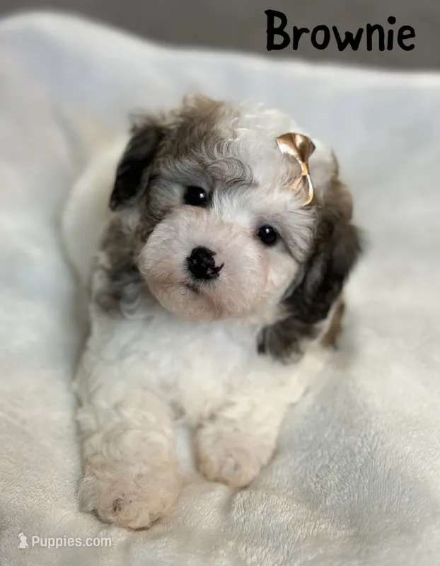Brownie – Poochon puppy on hold in Alum Bank, PA