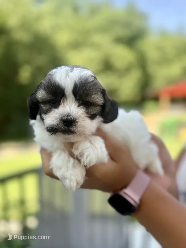 Mico – Shihpoo puppy for sale in Alum Bank, PA
