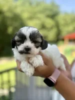Mico, a male Shihpoo for sale in Alum Bank, PA – 1 of 4