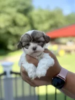 Tara , a female Shihpoo for sale in Alum Bank, PA – 3 of 3