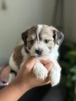 Elmo, a male Shichon for sale in Alum Bank, PA – 2 of 7