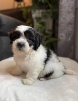 Frankie, a male Shichon for sale in Alum Bank, PA – 2 of 6
