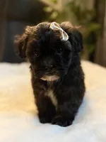Bonnie, a female Shichon for sale in Alum Bank, PA – 3 of 7