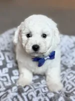 Lenny, a male Bichon Frise for sale in Alum Bank, PA – 6 of 6