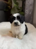 Gus, a male Shichon for sale in Alum Bank, PA – 5 of 6