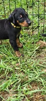 Yellow male, a male Doberman Pinscher for sale in Hickory Grove, SC – 4 of 5