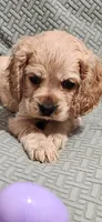 Honey girl, a female Cocker Spaniel for sale in Hickory Grove, SC – 2 of 10