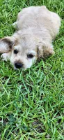 Buff male, a male Cocker Spaniel for sale in Hickory Grove, SC – 6 of 8