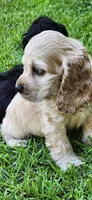 Buff male, a male Cocker Spaniel for sale in Hickory Grove, SC – 8 of 8