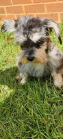 Marlin, a male Miniature Schnauzer for sale in Hickory Grove, SC – 3 of 8