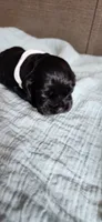 Solid black male, a male Cocker Spaniel for sale in Hickory Grove, SC – 2 of 5