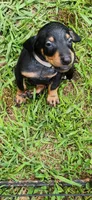Grey male, a male Doberman Pinscher for sale in Hickory Grove, SC – 3 of 4