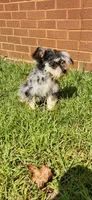 Marlin, a male Miniature Schnauzer for sale in Hickory Grove, SC – 7 of 8