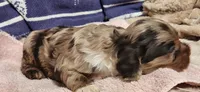 Mocha merle, a female Cocker Spaniel for sale in Hickory Grove, SC – 5 of 5