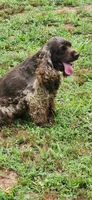 Purple girl, a female Cocker Spaniel for sale in Hickory Grove, SC – 4 of 6