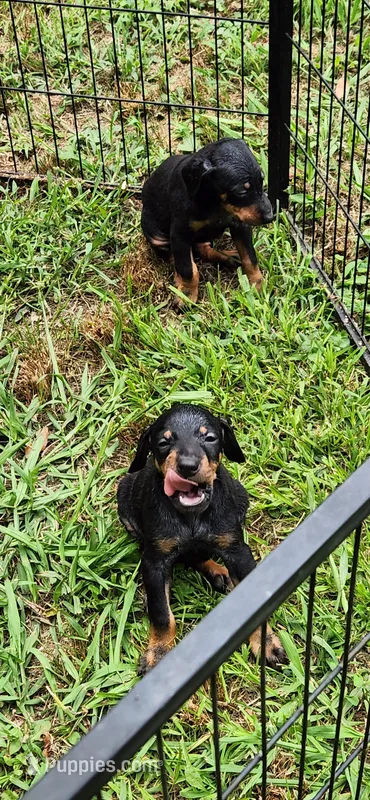 Girls – Doberman Pinscher puppy for sale in Hickory Grove, SC