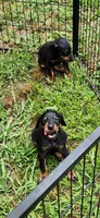 Girls, a female Doberman Pinscher for sale in Hickory Grove, SC – 1 of 9