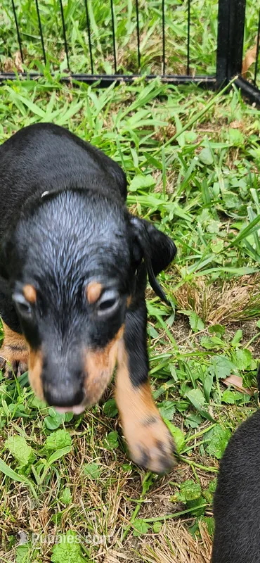 Grey male – Doberman Pinscher puppy for sale in Hickory Grove, SC
