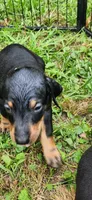 Grey male, a male Doberman Pinscher for sale in Hickory Grove, SC – 1 of 4