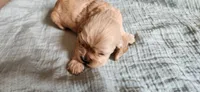 Orange girl, a female Cocker Spaniel for sale in Hickory Grove, SC – 2 of 6