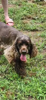 Green girl, a female Cocker Spaniel for sale in Hickory Grove, SC – 6 of 6