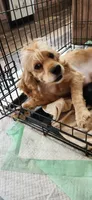 Buff male, a male Cocker Spaniel for sale in Hickory Grove, SC – 7 of 8