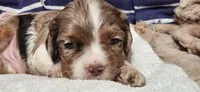 Party boy, a male Cocker Spaniel for sale in Hickory Grove, SC – 3 of 7