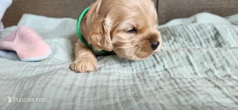 Green collared male – Cocker Spaniel puppy for sale in Hickory Grove, SC