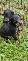 Girls, a female Doberman Pinscher for sale in Hickory Grove, SC – 5 of 9