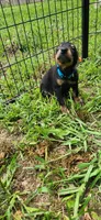Blue male, a male Doberman Pinscher for sale in Hickory Grove, SC – 2 of 4