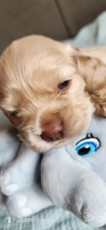 Red collared male – Cocker Spaniel puppy for sale in Hickory Grove, SC