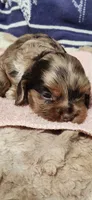 Mocha merle, a female Cocker Spaniel for sale in Hickory Grove, SC – 3 of 5