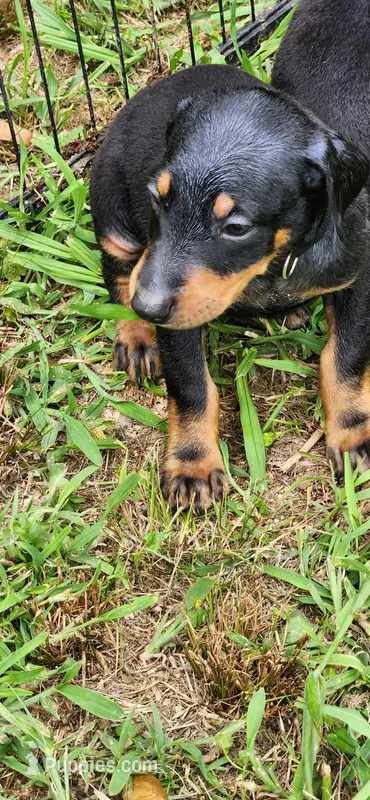 Black male – Doberman Pinscher puppy for sale in Hickory Grove, SC
