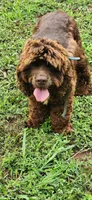 Chocolate and white girl, a female Cocker Spaniel for sale in Hickory Grove, SC – Photo 9 of 9