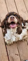 Chocolate and white girl, a female Cocker Spaniel for sale in Hickory Grove, SC – Photo 7 of 9