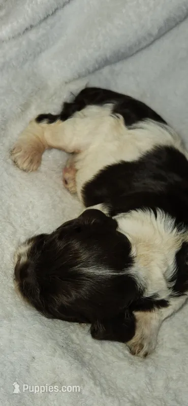 Chocolate and white girl – Cocker Spaniel puppy for sale in Hickory Grove, SC