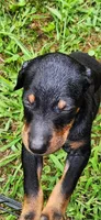 Girls, a female Doberman Pinscher for sale in Hickory Grove, SC – 4 of 9