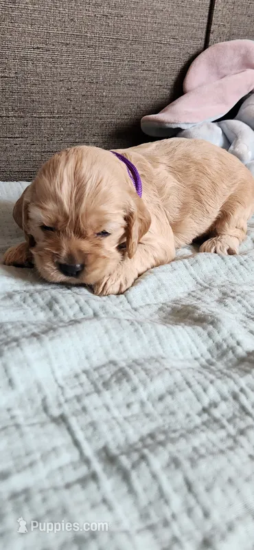 Purple girl – Cocker Spaniel puppy for sale in Hickory Grove, SC