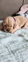Purple girl, a female Cocker Spaniel for sale in Hickory Grove, SC – 1 of 6
