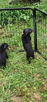 Girls, a female Doberman Pinscher for sale in Hickory Grove, SC – 6 of 9