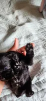 Solid black female, a female Cocker Spaniel for sale in Hickory Grove, SC – 3 of 5
