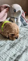 Green girl, a female Cocker Spaniel for sale in Hickory Grove, SC – 2 of 6