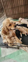 Red collared male, a male Cocker Spaniel for sale in Hickory Grove, SC – 3 of 6